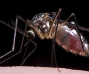 D’autres moustiques porteurs du virus Zika découverts à Miami Beach