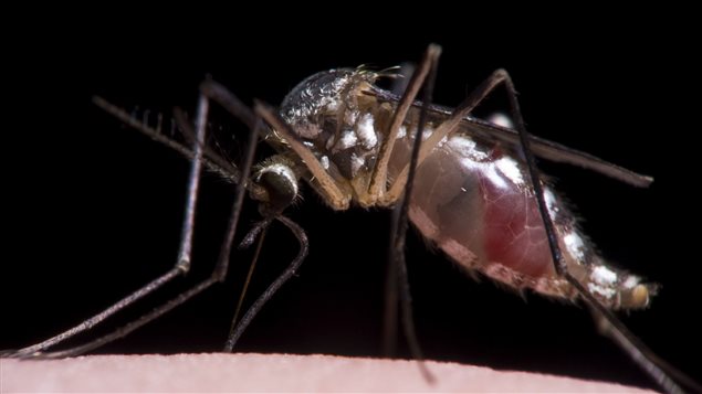 D’autres moustiques porteurs du virus Zika découverts à Miami Beach