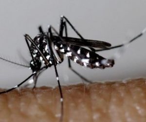 Moustique tigre: 17 signalements de Zika et de Dengue dans les Pyrénées Orientales
